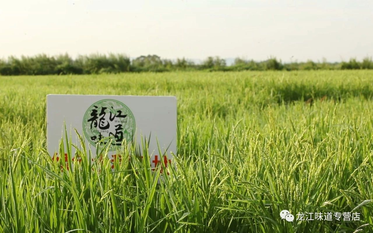 龙江味道百福礼盒 响水石板米 东北大米 2021新米