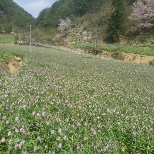 巫山 有5吨贝母待售