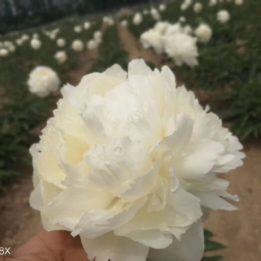 菏泽 牡丹芍药