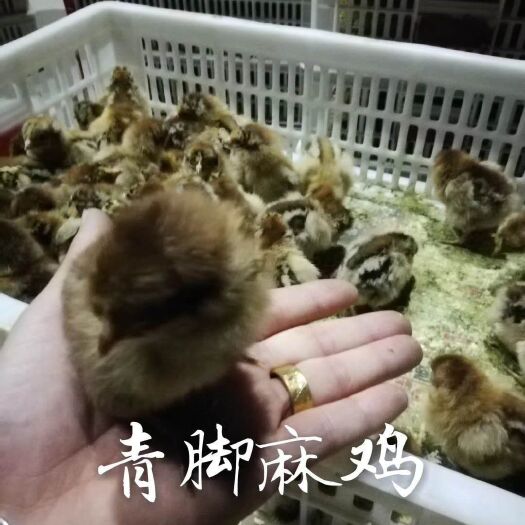 新沂市青脚麻鸡苗 包打疫苗，包技术，提供技术人员上门服务