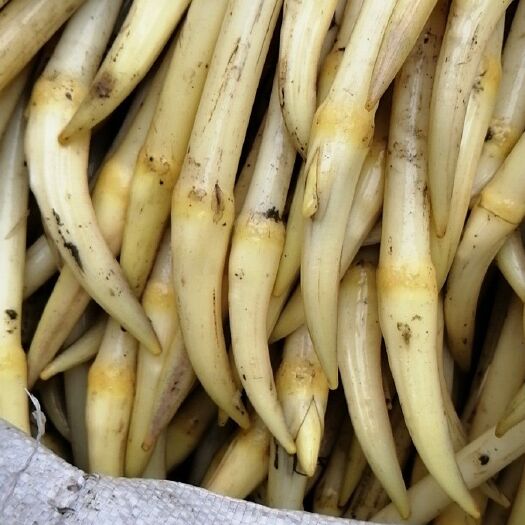 仙桃市 新鲜藕带，质量好