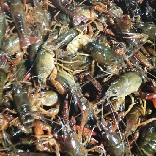 克氏原螯虾 7-9钱 湖北虾 北京小龙虾