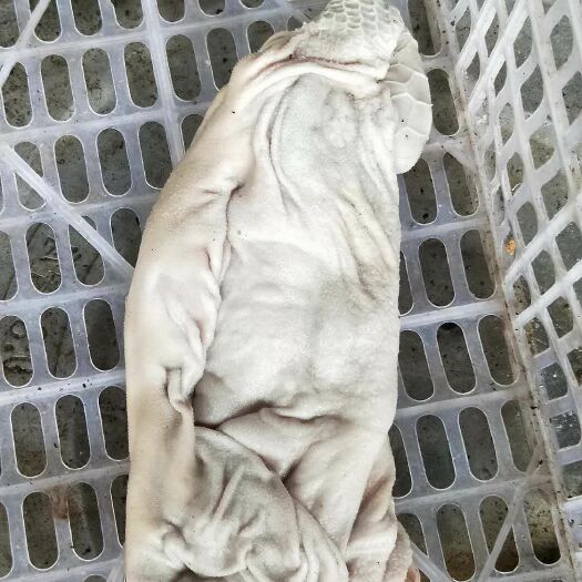 兰州 羊肚