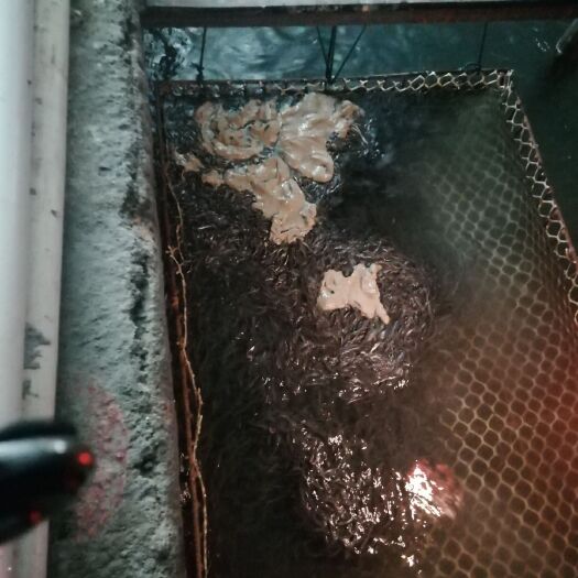 福清市欧洲鳗 家族几家养鳗场联营，直供，少去中间商差价，