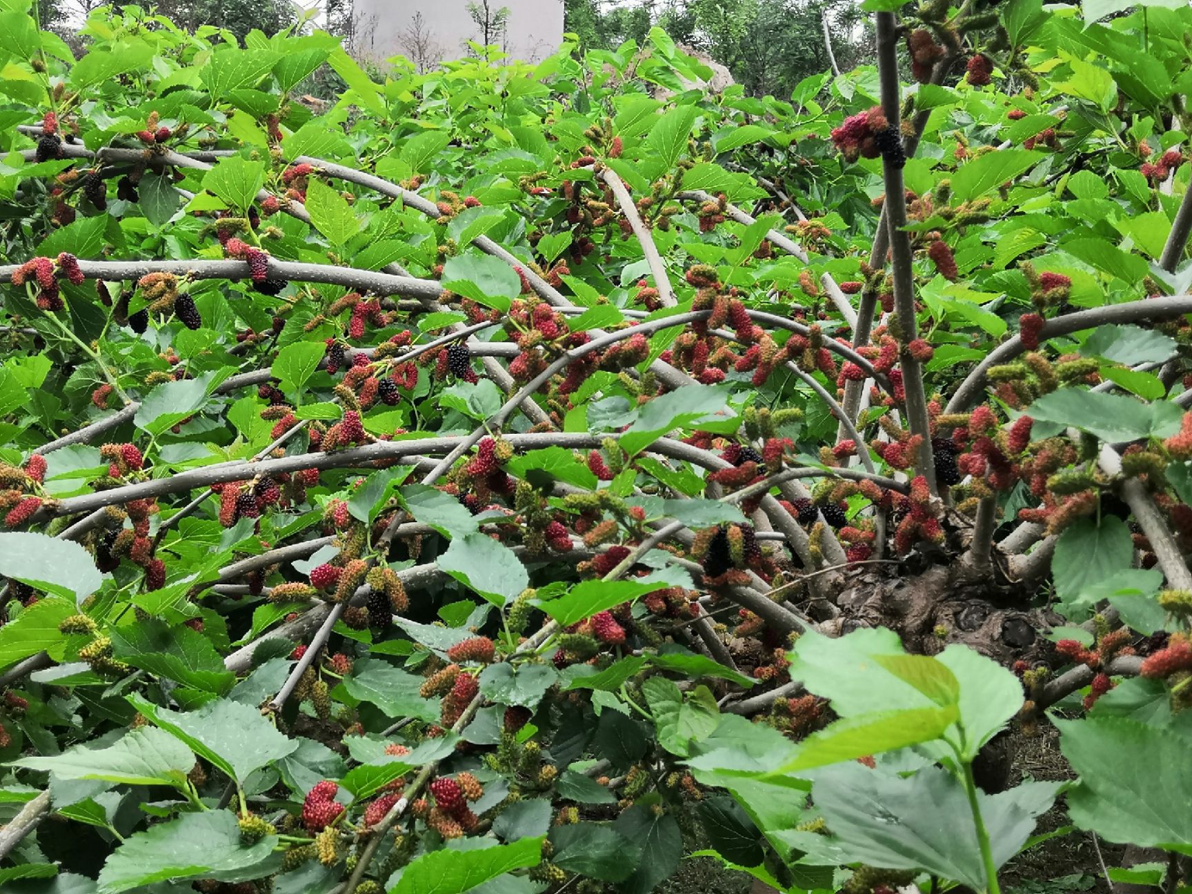 大食 桑椹