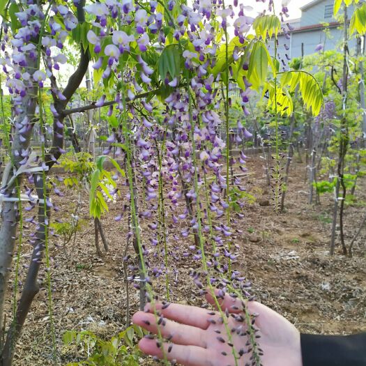  多花紫藤，长花穗紫藤