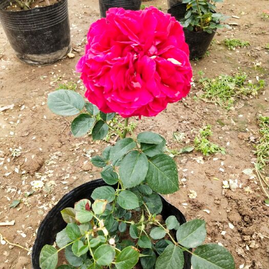 沭阳县 大花月季  带花发货 多品种 多花色