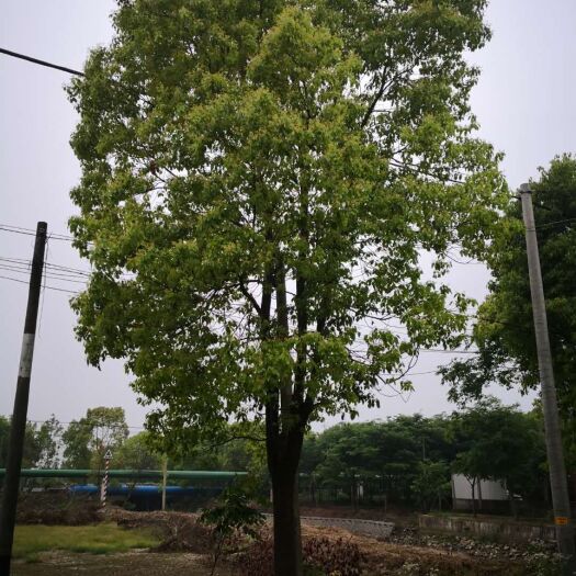 海宁市骨架香樟