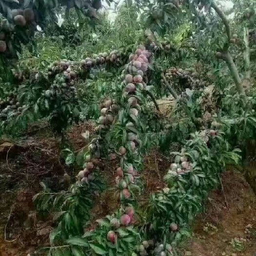 灵山县三华李苗 三华李，早迟熟苗