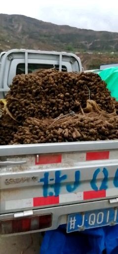 岷县王当归一棵树