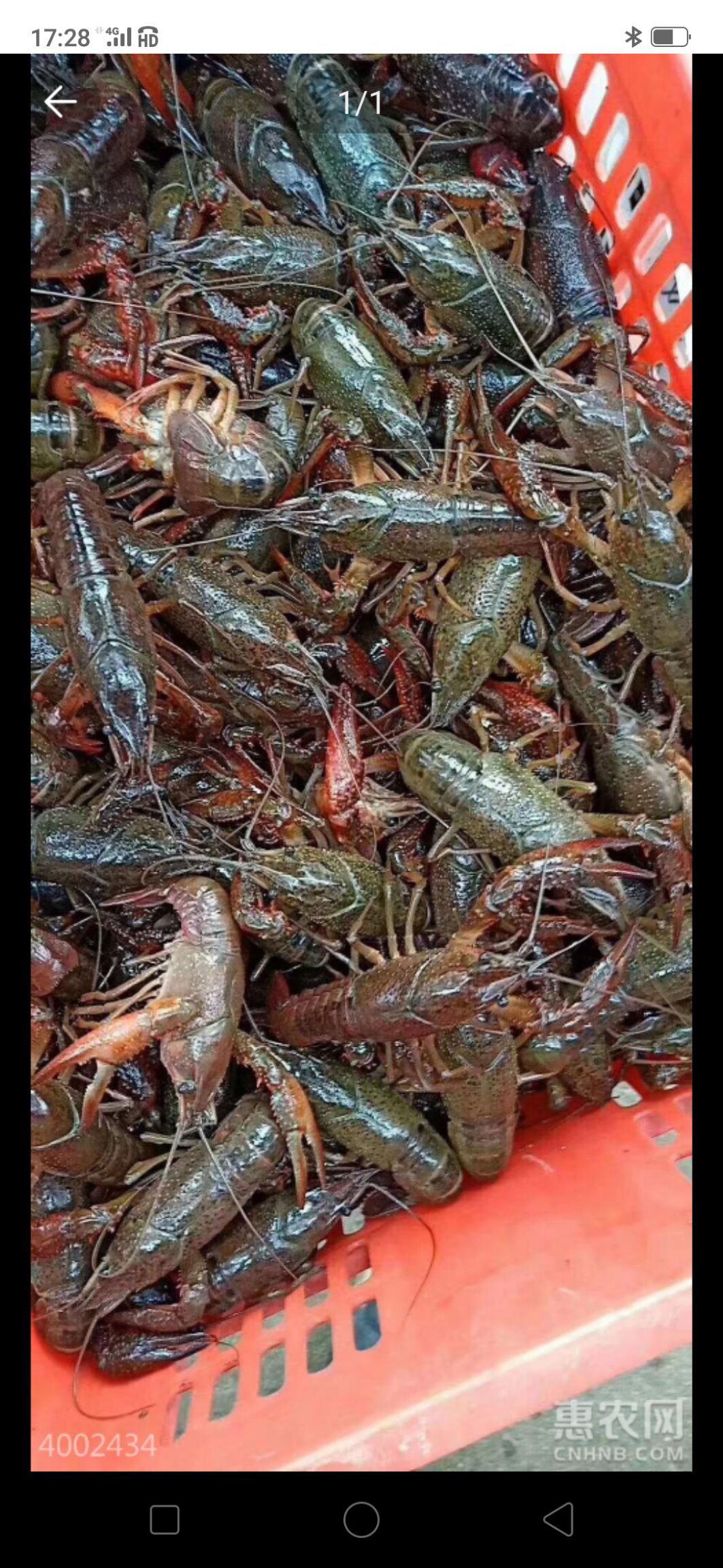 红壳小龙虾 4-6钱 稻田虾