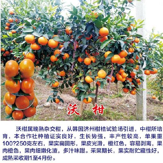广西沃柑苗，种植次年结果，嫁接苗，技术指导，一手货源