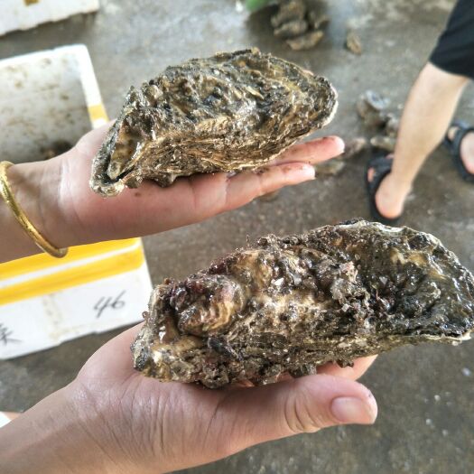诏安县牡蛎  生蚝批发零售欢迎咨询