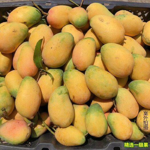百色台农芒 小台芒 现摘现发