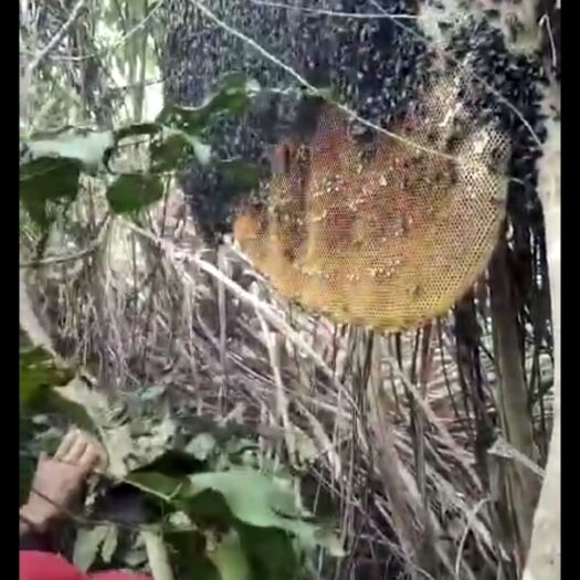 昌江县 纯野生蜂蜜