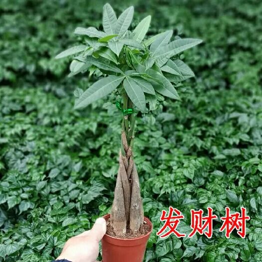 沭阳县 四季常青大发财树独杆辫子招财大型盆栽室内客厅绿植物小树桩盆