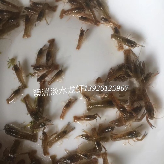 广州 龙虾苗