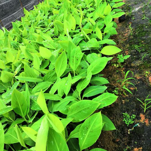 灵山县 香果苗，粉蕉，中蕉九号，红蕉，威廉斯，巴西香蕉苗等