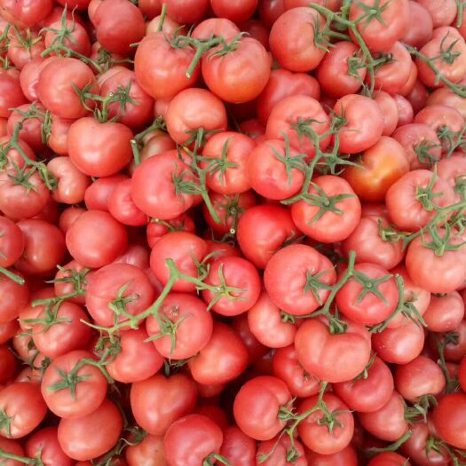 硬粉番茄 山东西红柿、产地批发价格、粉番茄产地批发