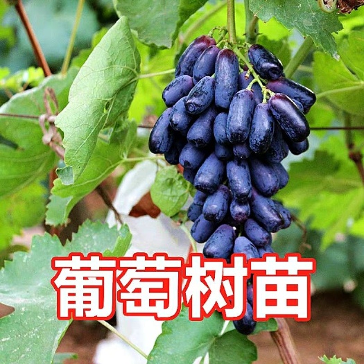 灵山县葡萄树苗蓝宝石果树苗爬藤葡萄苗盆栽地栽南北方种植当年结果