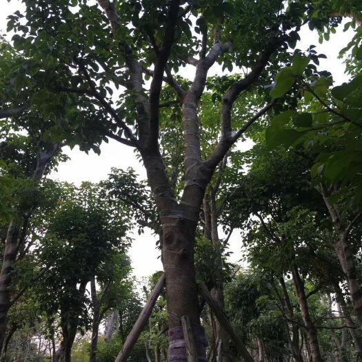 揭阳秋枫树 秋枫