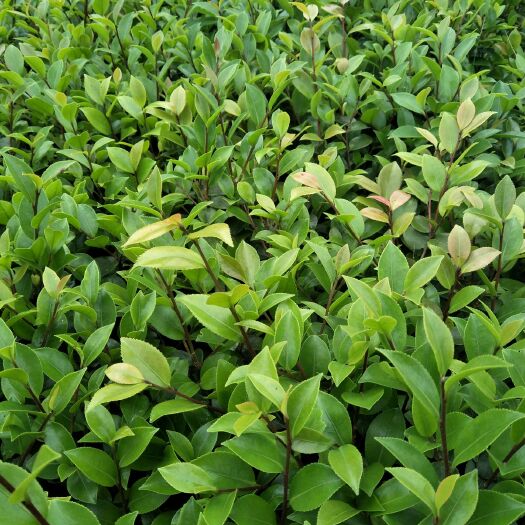 长沙 茶梅工程苗