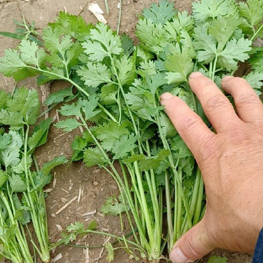 大叶香菜 大叶25公分左右鲜嫩无黄叶