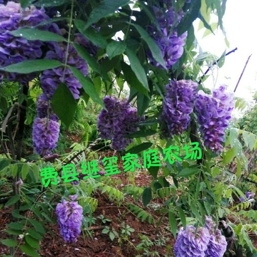 临沂 多花紫藤，紫水晶。多季开花