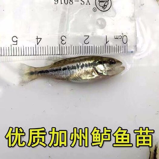 广州 加州鲈鱼苗  3-6cm  【已驯化吃料】全国发货基地