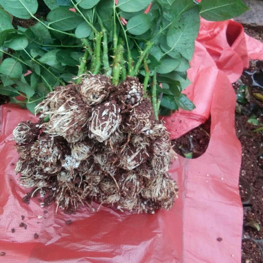 昆明玫瑰苗 玫瑰种苗玫瑰花苗大花月季丰花月季四季开花