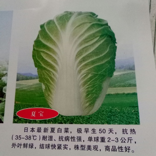 安丘市夏阳白菜种子 大田用种 97%