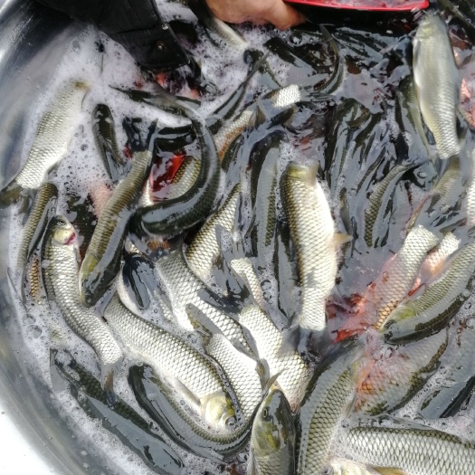 正安县 草鱼，鲤鱼，青波黄鳝鱼苗，黄辣丁等规格齐全，