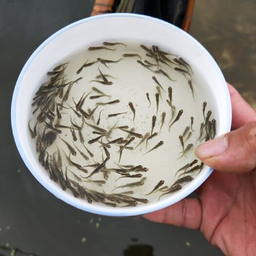 樟树市花鲢苗 雄鱼中花