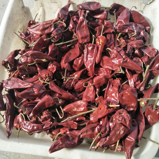 开鲁县 年前优质冷库北京红干辣椒