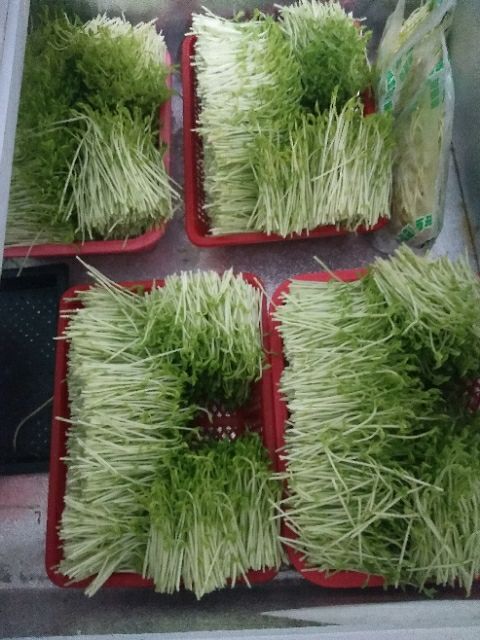 邵武市豌豆苗 人工种植 10-15cm