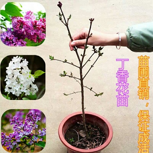 沭阳县 紫丁香花树苗室内外阳台楼顶花园盆栽花香飘十家庭美化植物