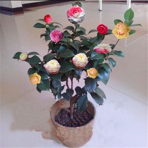  茶花苗当年开花四季开花绿植花卉盆栽室内庭茶花盆景
