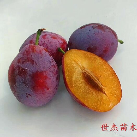 泰安 法兰西西梅苗批发基地，品种纯正假一赔万，预定有惊喜