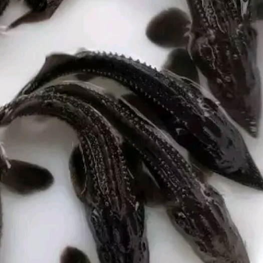 宜良县清波鱼鱼苗  鱼苗