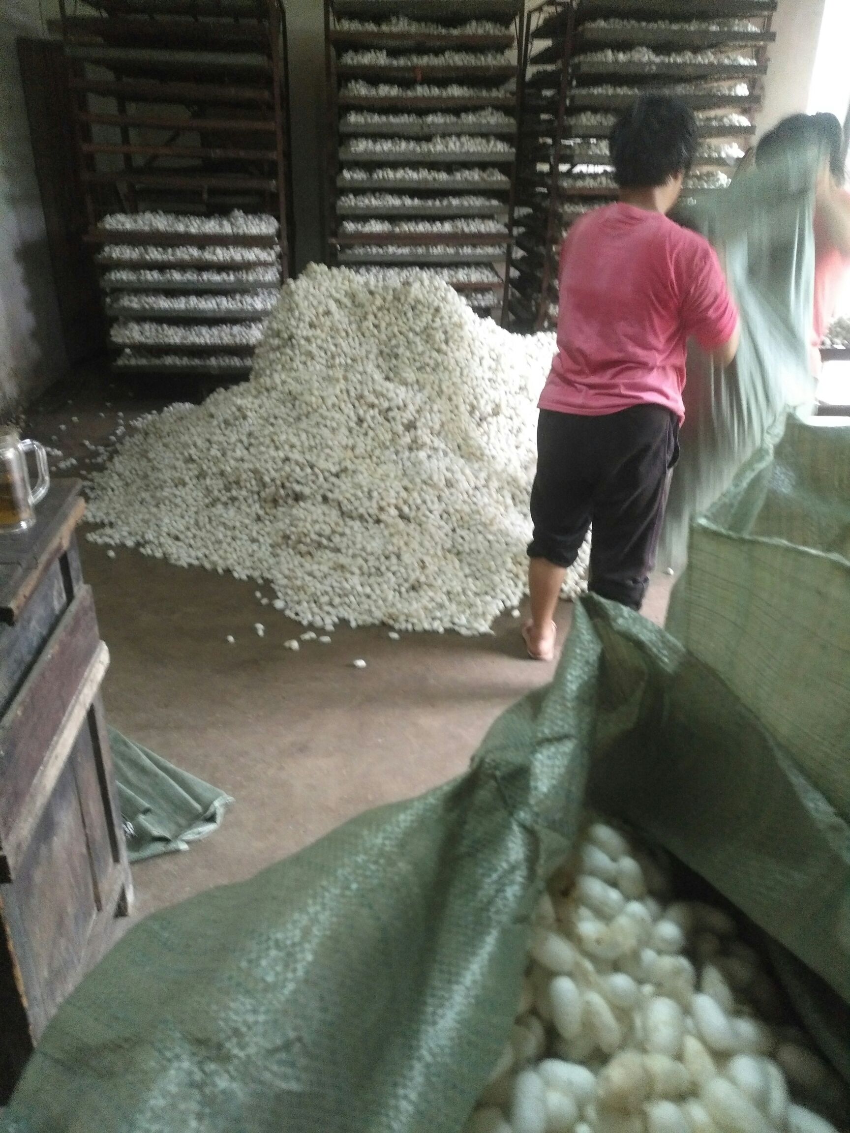 蚕茧  烘干茧干货