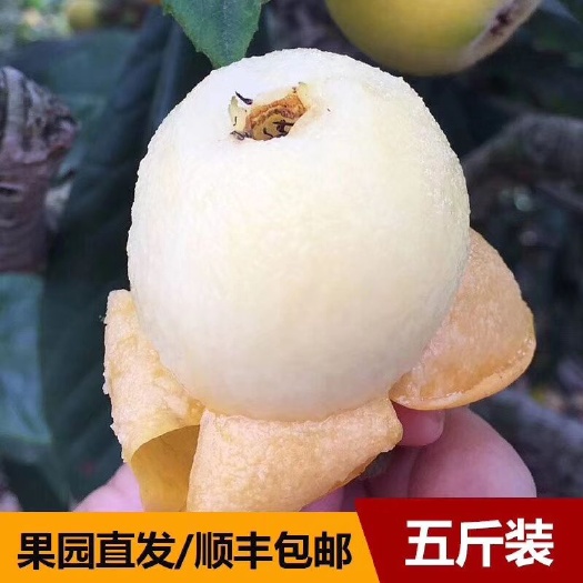 象山县 山地白沙枇杷