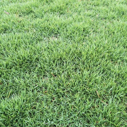 郴州草 精品马尼拉草块供应