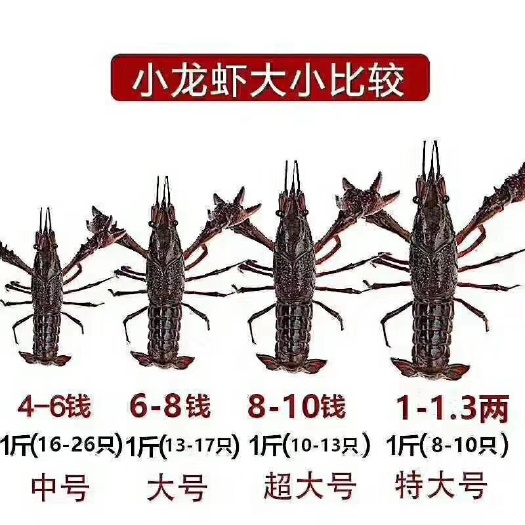 深圳荆州小龙虾 诚信经营，真实可靠！没有中间商。