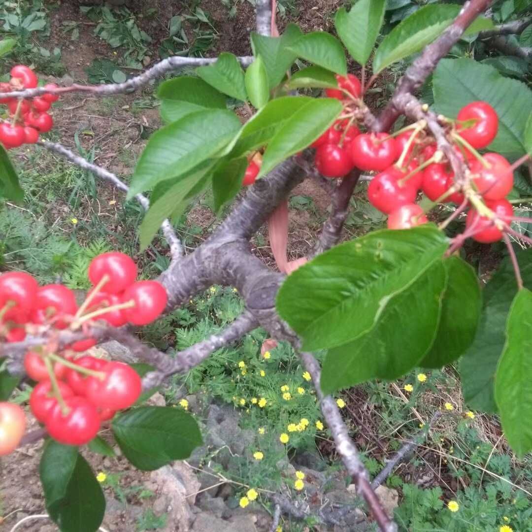 大樱桃 包山产地量大品质好批发代办一手货源价格优惠有经验