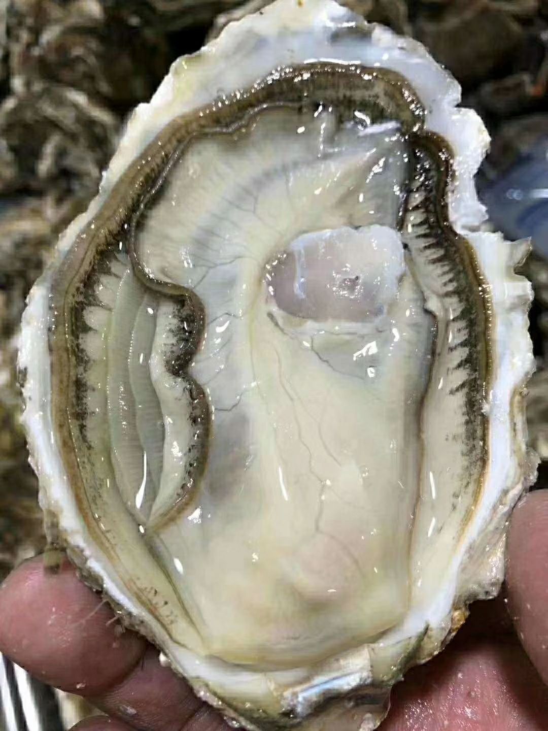 乳山牡蛎 人工养殖 1-2两/只