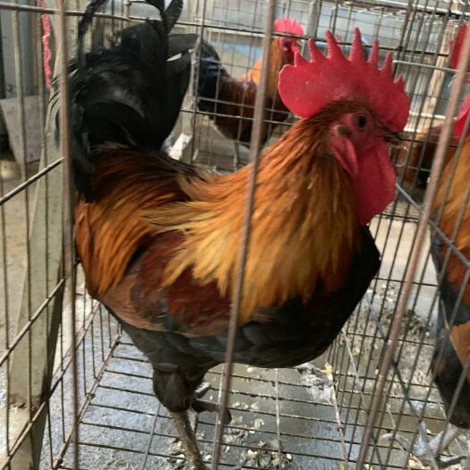南宁黑瑶鸡苗 全公苗 包打疫苗 质量无忧 厂家直销