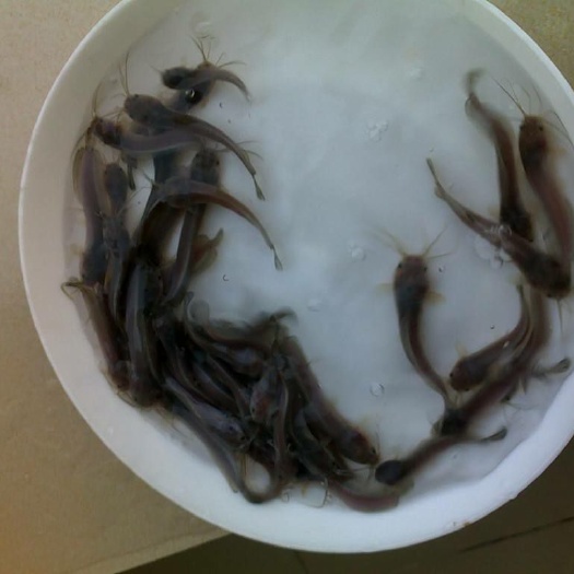 贺州 革胡子鱼苗，埃及鱼苗，鲶鱼苗