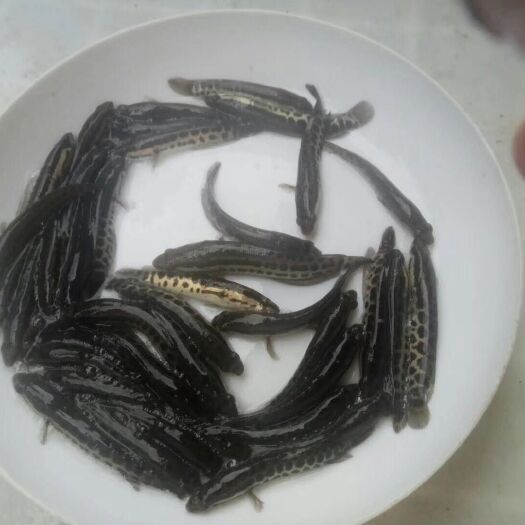 四会市乌鳢苗   杂交生鱼苗