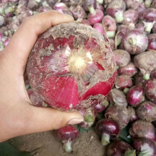 通许县红皮洋葱  洋葱，紫皮洋葱，个头均匀