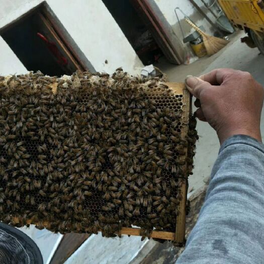阜南县 天然蜂蜜，老爸自己养的土蜂蜜，假一赔十样图两斤装。